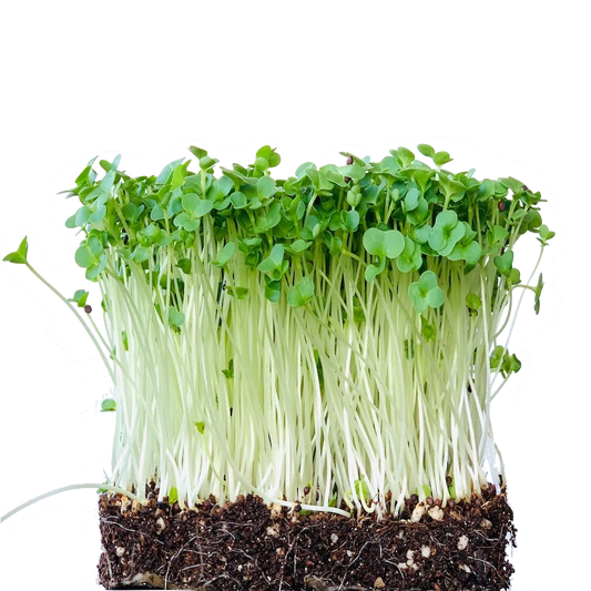 Broccoli 50 grams